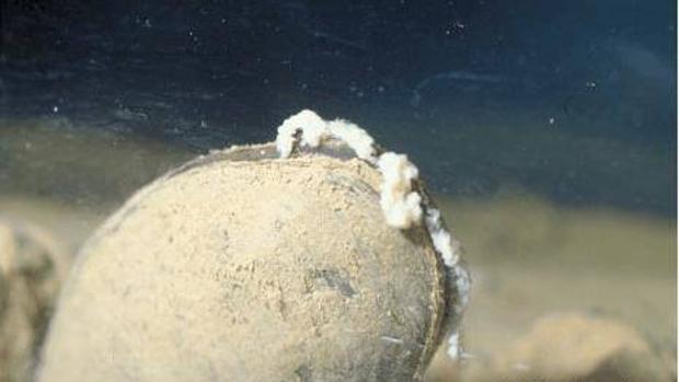 La lamprea marina podría evitar la extinción de una de las náyades más amenazadas