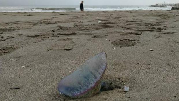 Una carabela portuguesa, en la playa