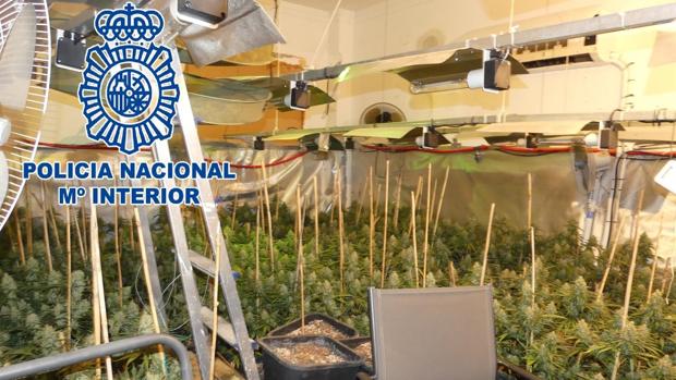 Plantación de marihuana desmantelada por la Policía Nacional en Sanlúcar.