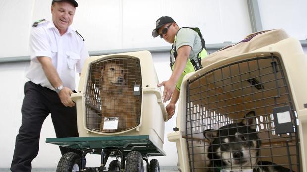 Perros en su transportín
