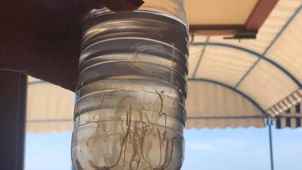 Una de las medusas aparecidas en Chipiona este martes.
