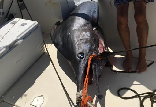 El Marlín ya subido al barco.