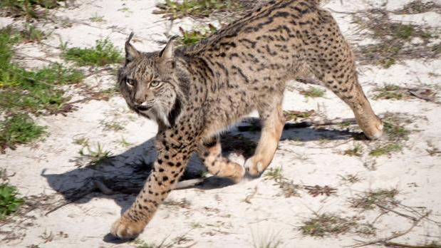 El lince ibérico, una de las especies más protegidas del país.