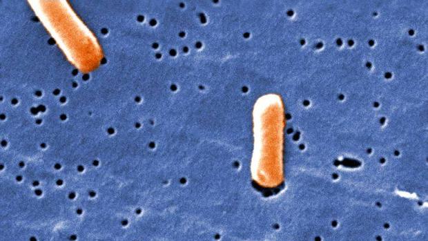 La bacteria salmonella