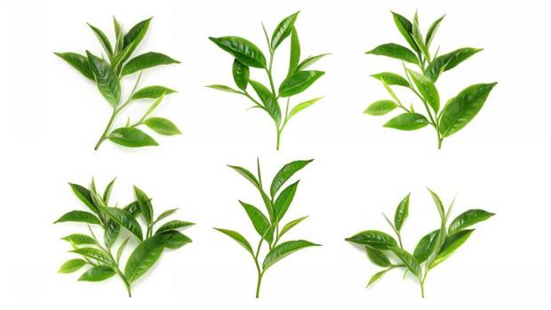El té es uno de los alimentos más ricos en flavonoides