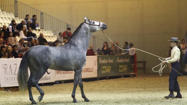 Una de las pruebas del campeonato de Ancce