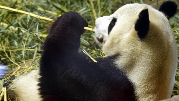 Los osos panda viven 20 años de media