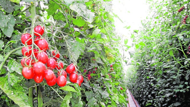 El tomate es la hortaliza de mayor valor cultivada en el mundo