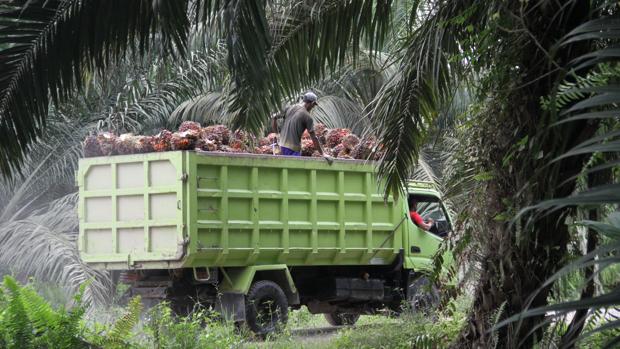 Cargado hasta los topes, un camión transporta los racimos de dátiles dentro de una plantación de aceite de palma