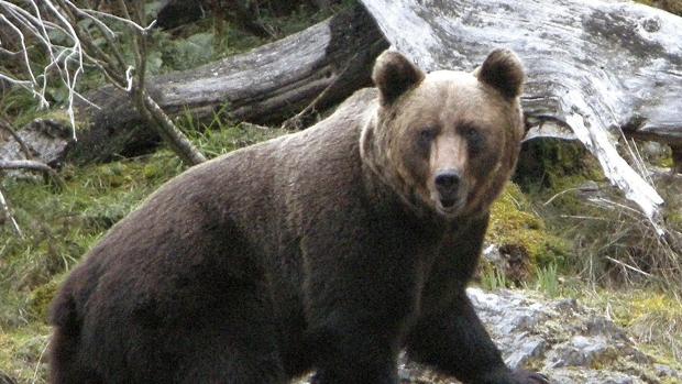 Fotografía facilitada por la Fundación Oso Pardo de un ejemplar de la especie en libertad