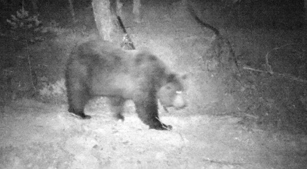 Foto de la osa Claverine o Claverina, eslovena y liberada por Francia en los Pirineos, captada en tierras navarras, donde ha matado a una decena de ovejas