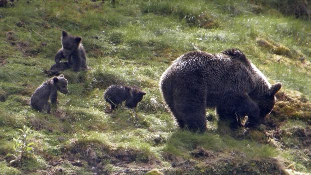 Los ataques defensivos de osas con crías fueron el escenario más frecuente