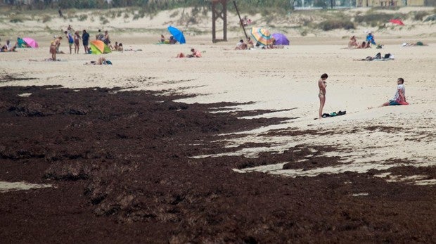 Aspecto que presenta la playa de Tarifa (Cádiz) con la presencia de l alga de origen asiático